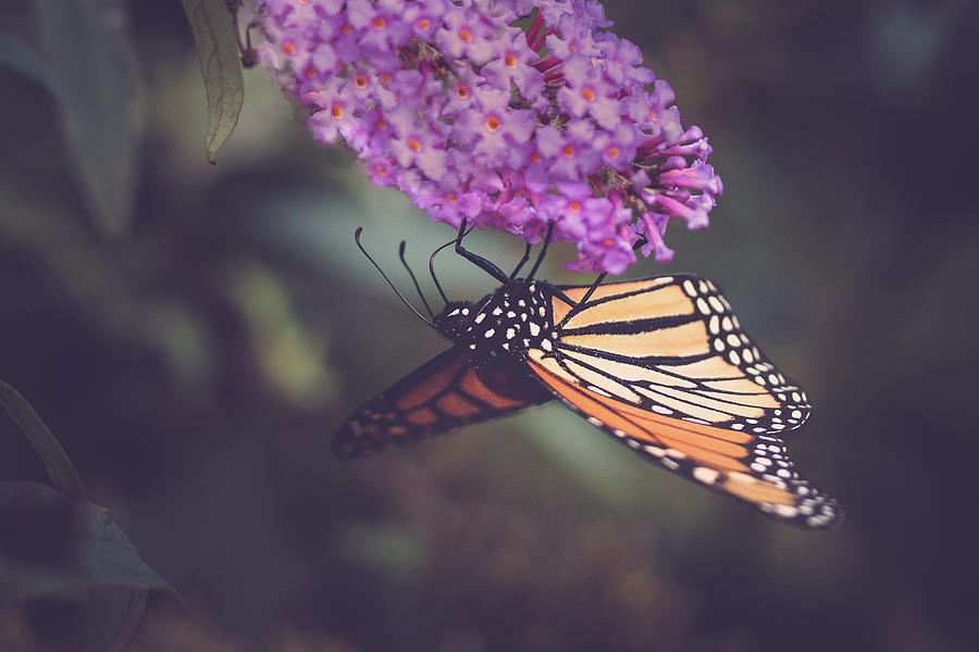 The Monarch and the Butterfly Bush 1 Photograph by Joni Eskridge