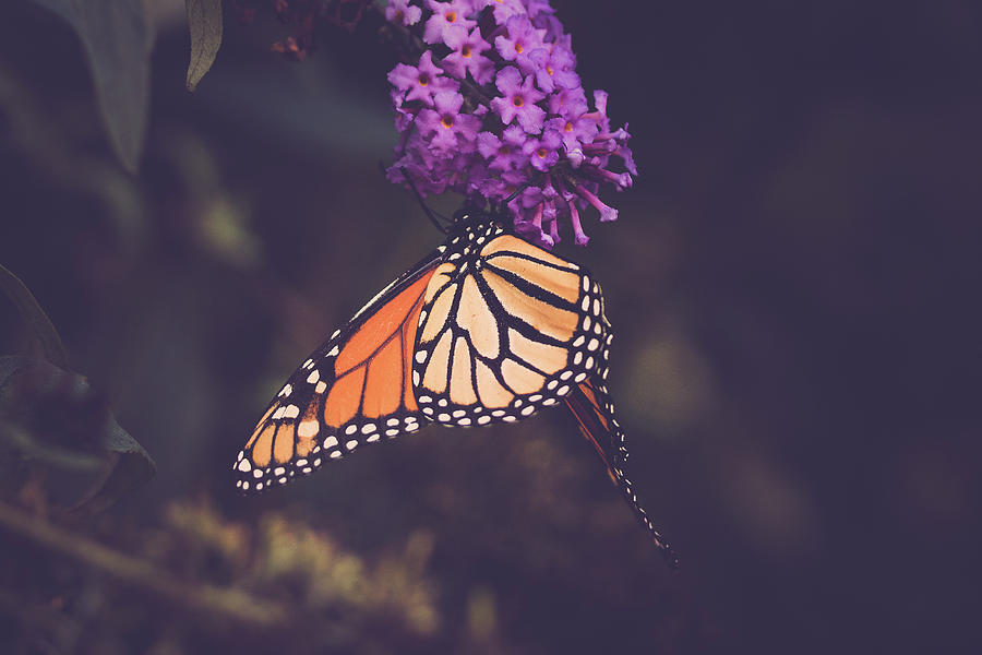The Monarch and the Butterfly Bush 2 Photograph by Joni Eskridge
