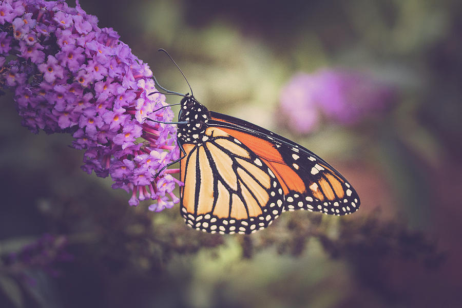 The Monarch and the Butterfly Bush 3 Photograph by Joni Eskridge
