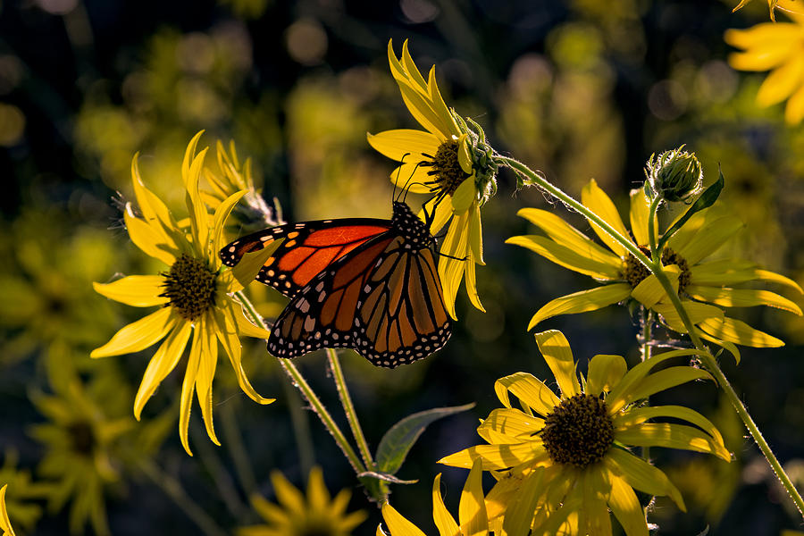 Butterfly Photograph - The Monarch And The Sunflower by Rick Berk