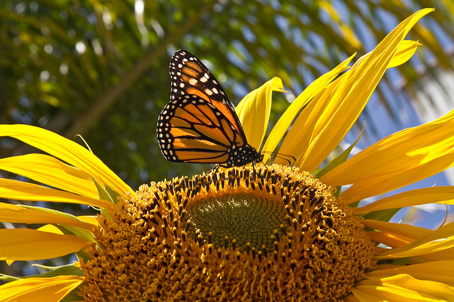 The Monarch and the Sunflower Photograph by Roger Mullenhour