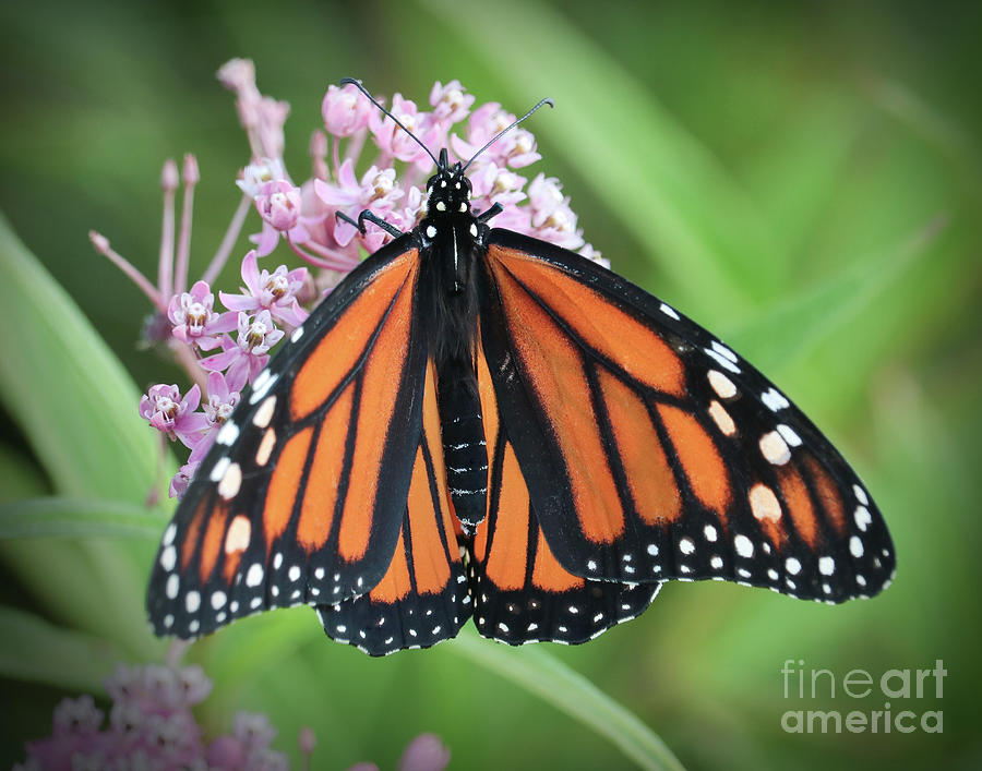 The Monarch Photograph by Anita Oakley