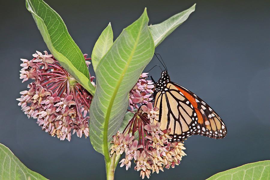The Monarch Butterflies are Back Photograph by Marlin and Laura Hum