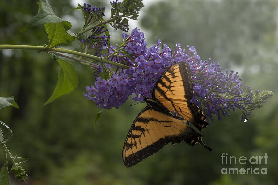 Tiger Swallowtail butterfly Photograph by Dan Friend