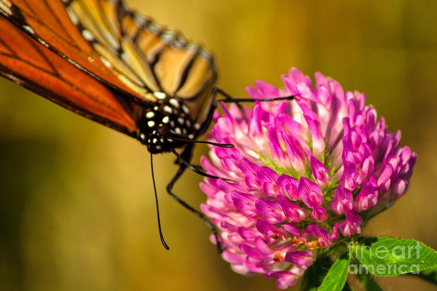 Monarch Photograph - The Monarch by Gaby Swanson Monarch Photograph - The Monarch by Gaby Swanson