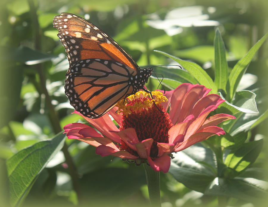 A Monarch in the Zinnia Garden Photograph by Dora Sofia Caputo - Fine ...