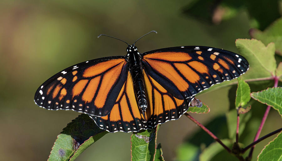 The Monarch Photograph by Jody Partin