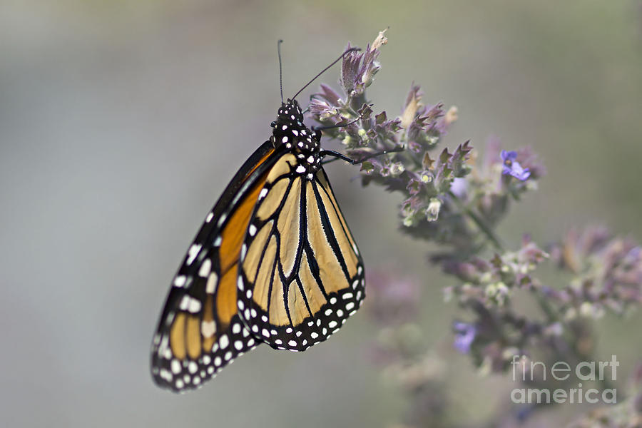 The Monarch Photograph by Susan Garver The Monarch Photograph by Susan Garver