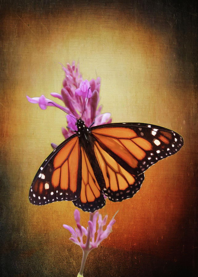 The Monarch Photograph by Susan Rissi Tregoning
