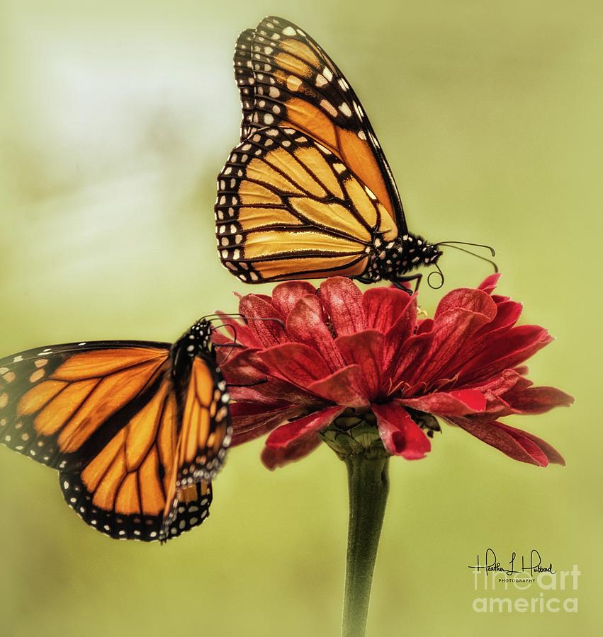 The Monarchs Photograph by Heather Hubbard