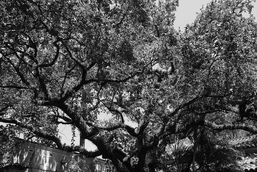 Black And White Photograph - The Monastery Tree by Rob Hans