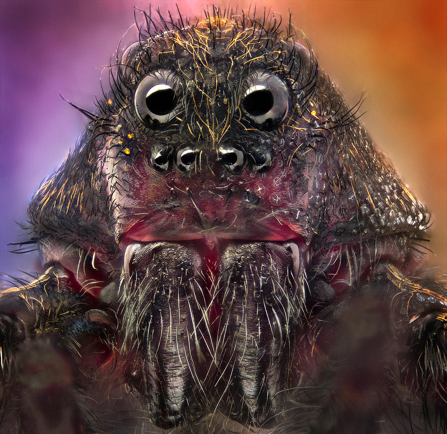 Spider Photograph - The Monster by Jorge Fardels