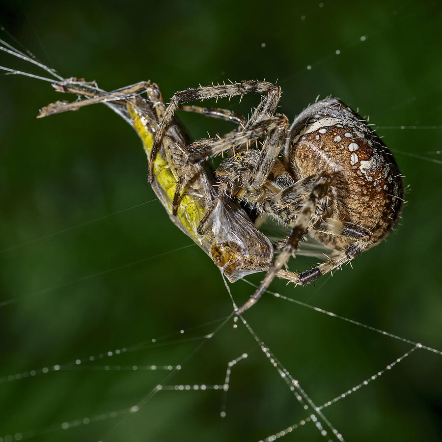 Spider Photograph - The Monsters Big Booty by Michael Kopf