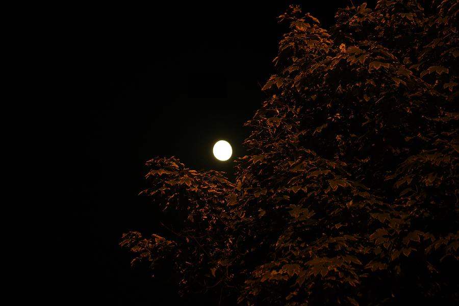 The Moon In The Cradle Of Tree Photograph