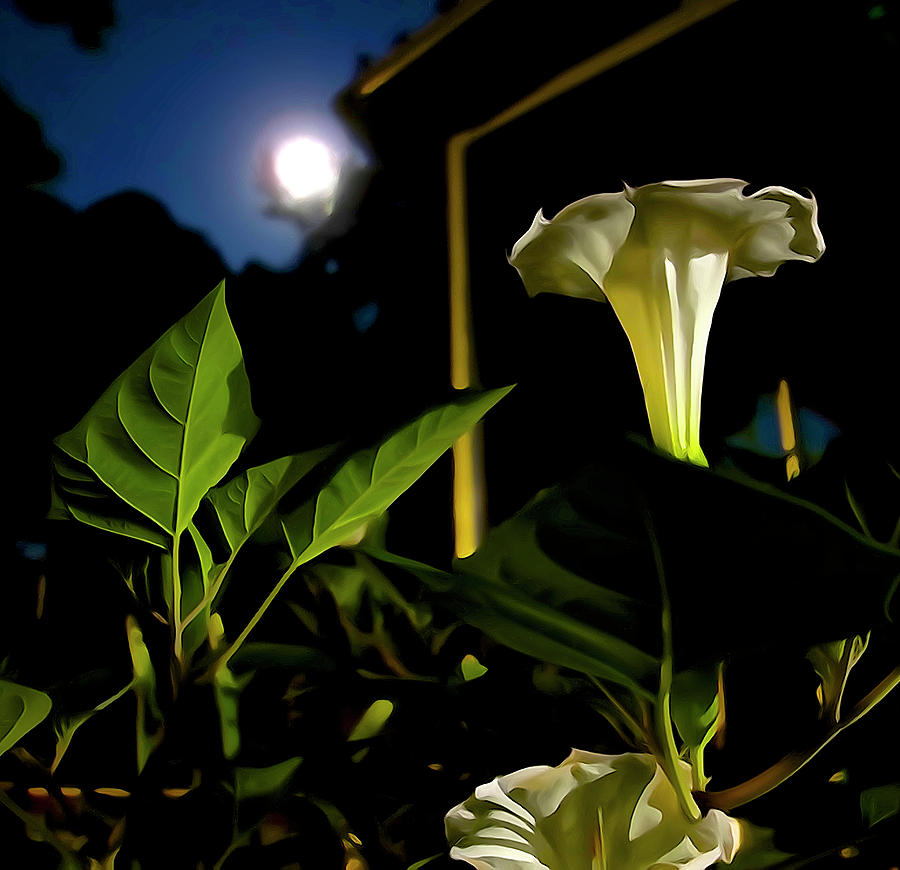 Flowers Still Life Photograph - The Moon Kisses its Flowers by Norma Brock