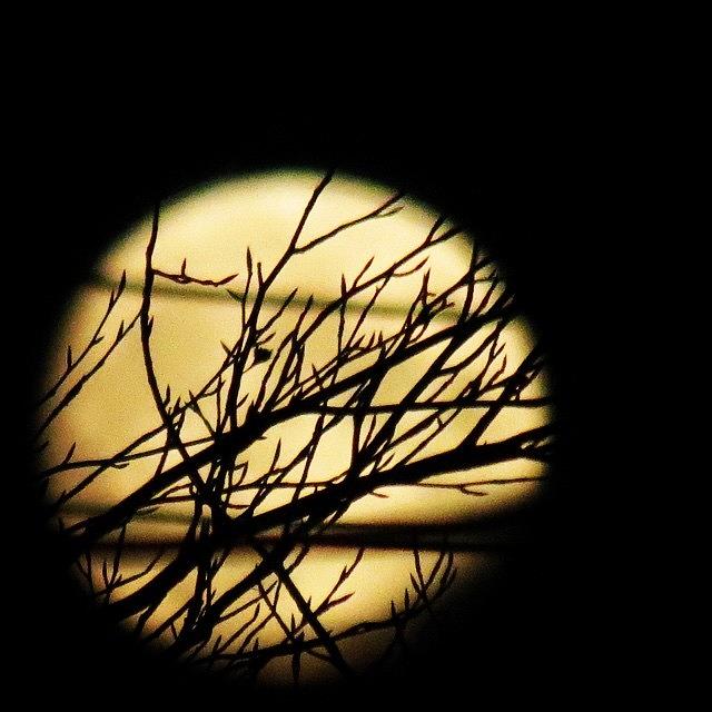 Tree Photograph - The Moon Shines Down On Leafless Trees by James Campbell