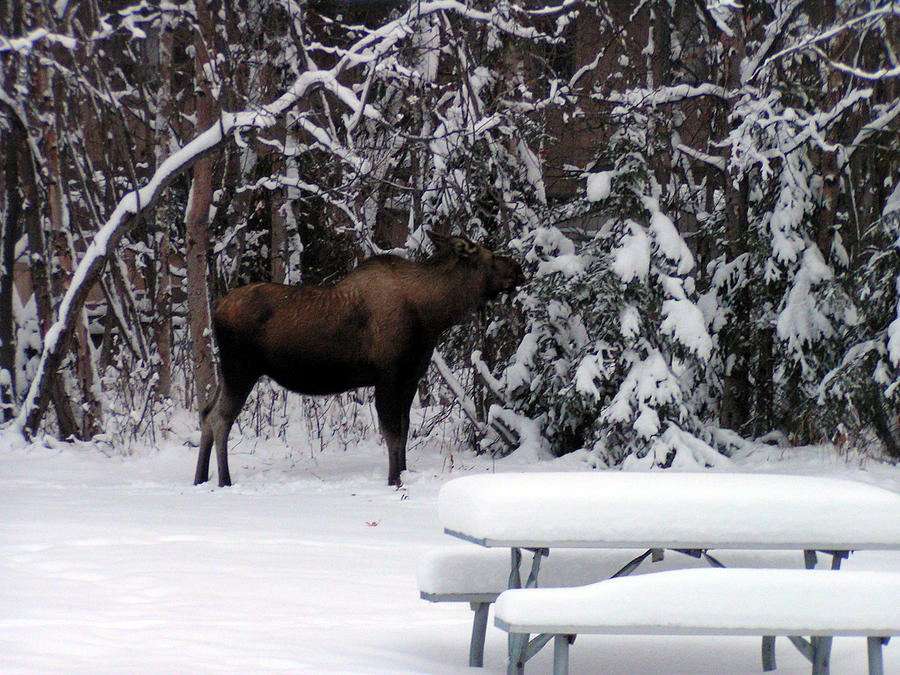 The Moose At Jewell Lake Photograph