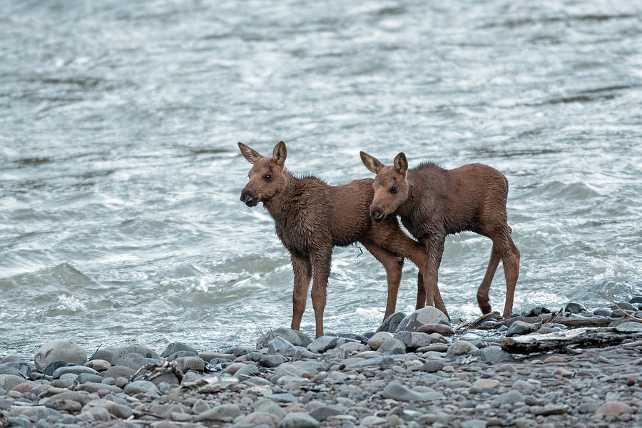 The Moose Brothers Photograph by Sandy Sisti