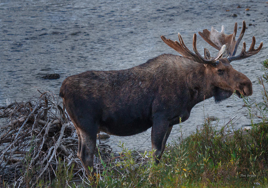 Wildlife Photograph - The Moose from Moose by Tim Bryan
