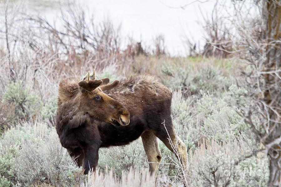 The moose is loose Photograph by Rodney Cammauf