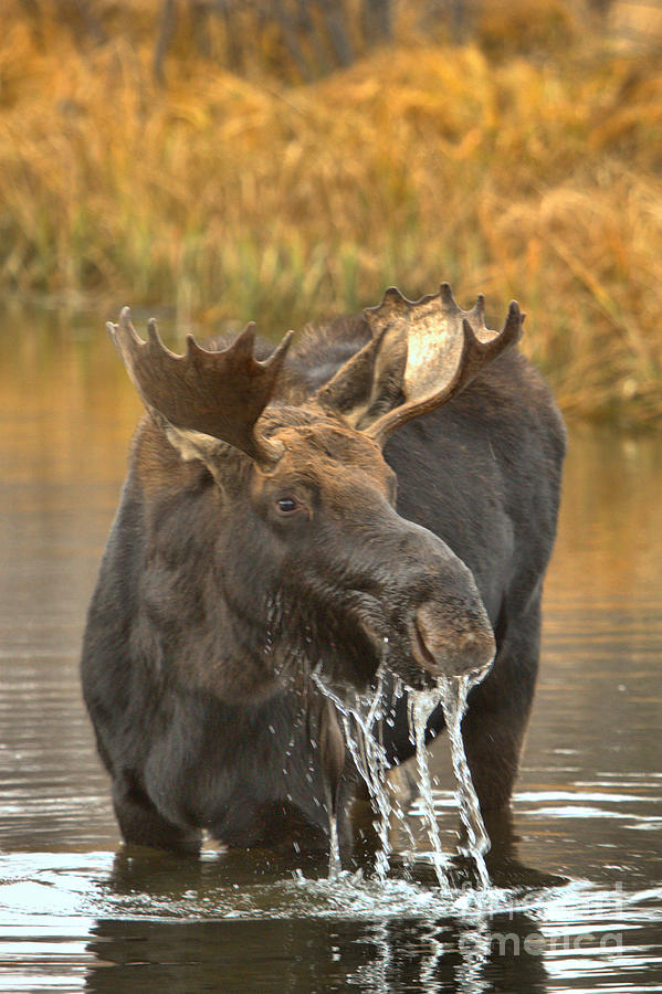 Grand Teton National Park Photograph - The Moose Lunch Drool by Adam Jewell