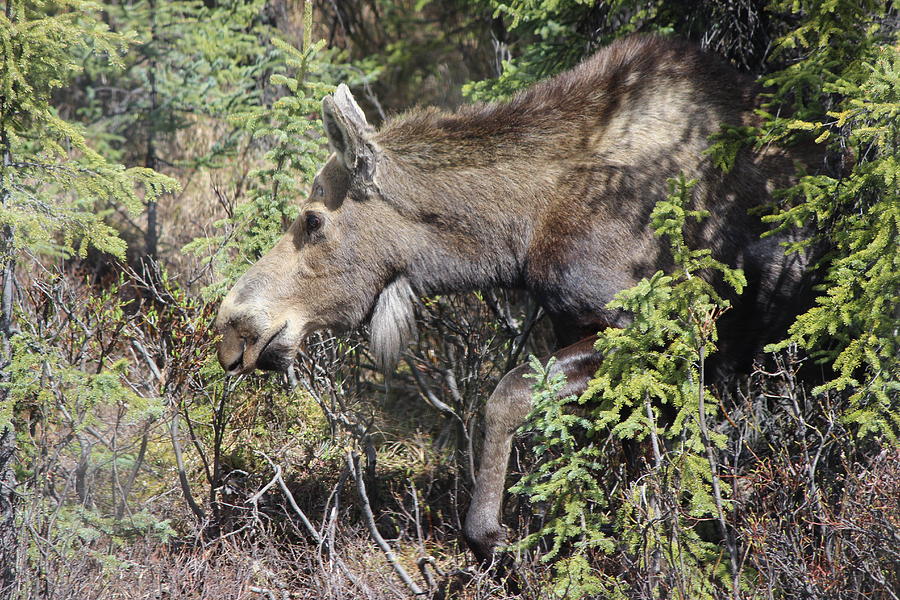 The Moose Photograph by John Mathews