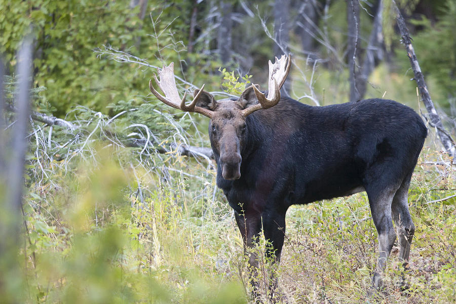 The Moose Woods Photograph by Douglas Kikendall