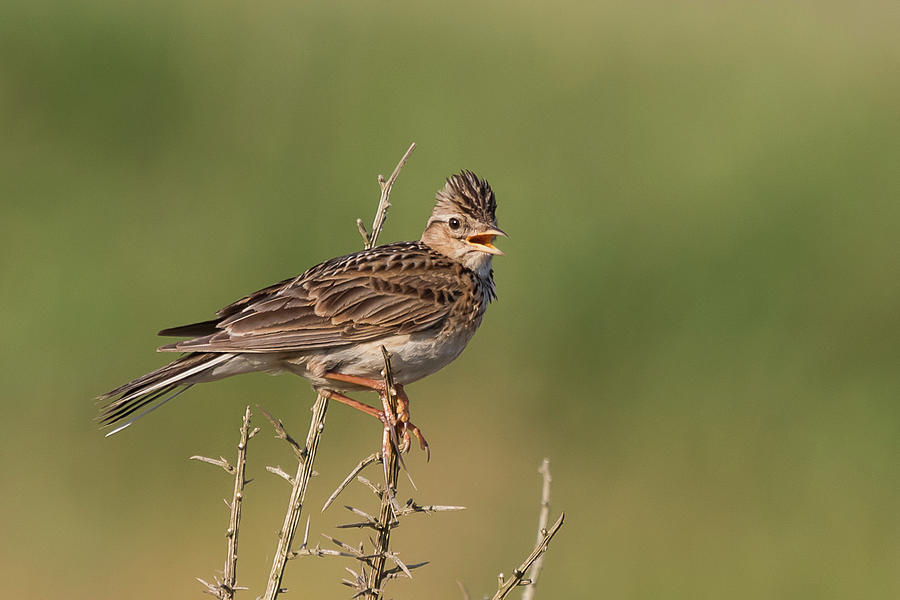 The Morning Lark Photograph by Wendy Cooper