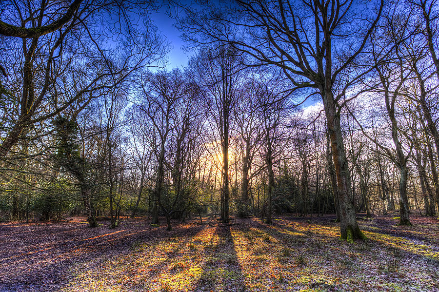 The Morning Sun Forest Photograph by David Pyatt
