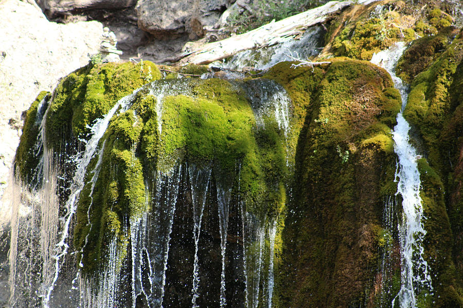 The Mossy Descent Photograph By Lori Godfrey - Fine Art America