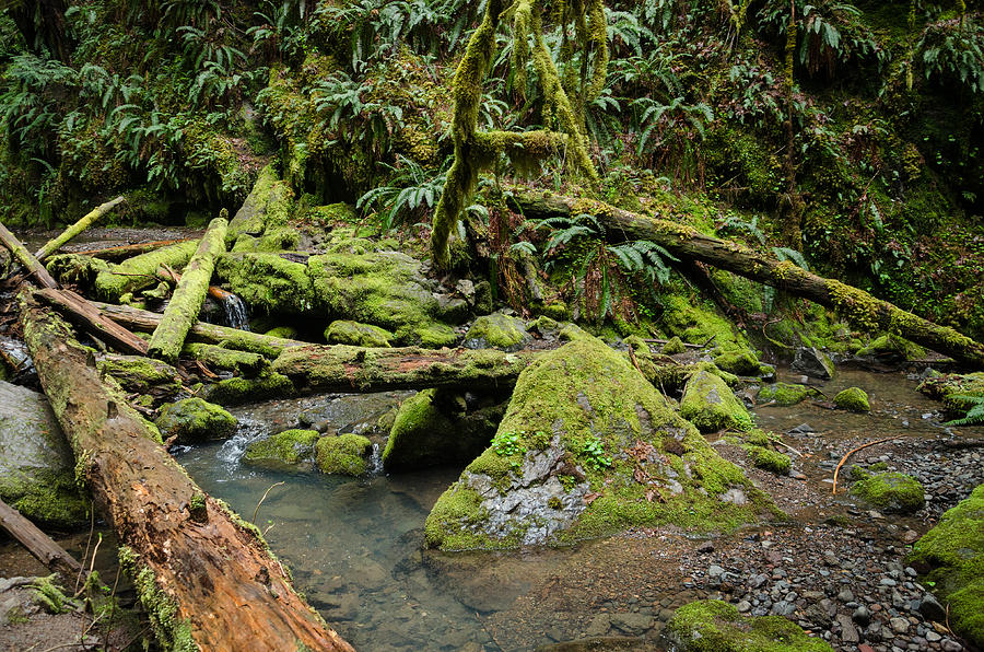 The Mossy River Photograph by Margaret Pitcher