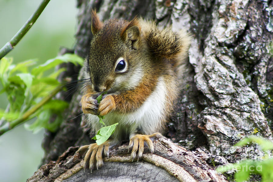Wildlife Photograph - The Most Adorable Baby Squirrel by Teresa Zieba