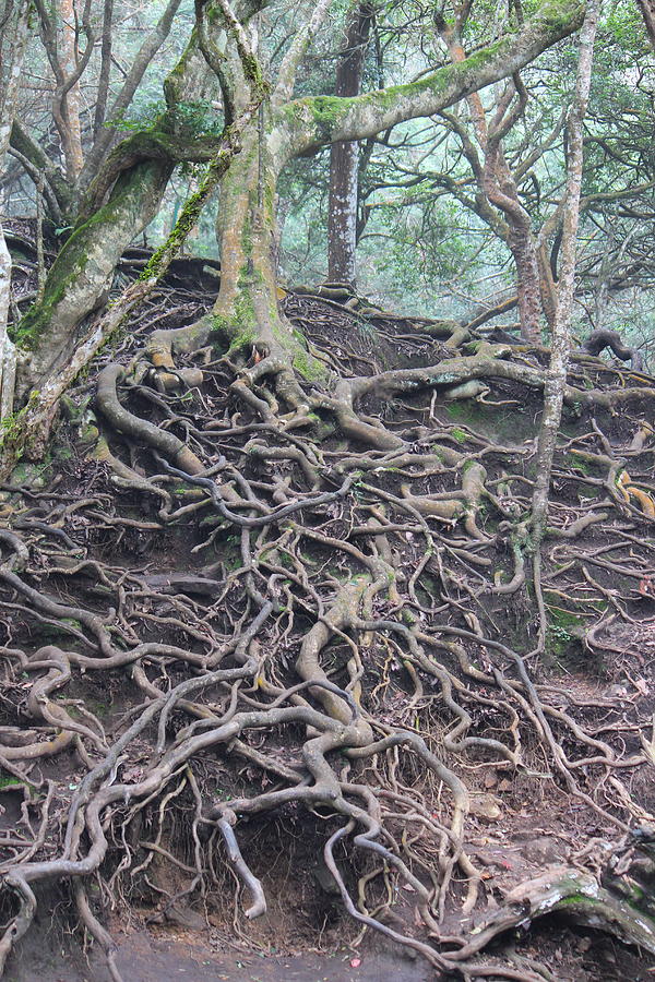 The Most Amazing Roots, Near Kodaikanal Photograph by Jennifer Mazzucco