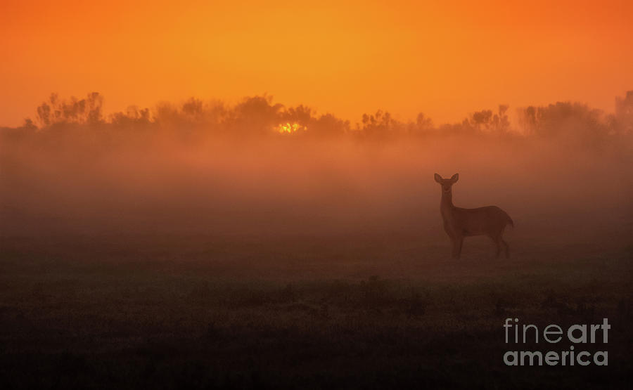 The Most Amazing Sunrise With A Deer Photograph by Liesl Walsh