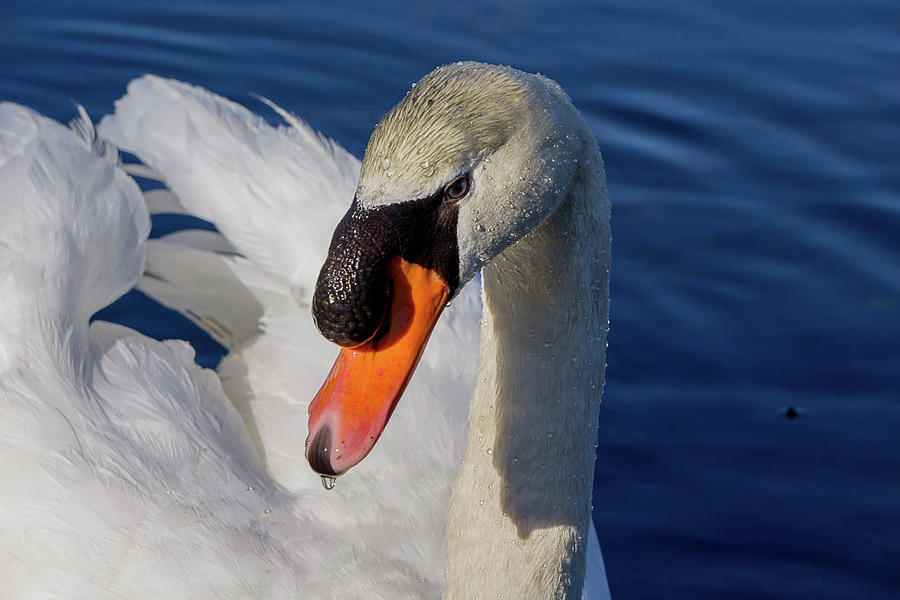 The Most Beautiful Swan Photograph by Linda Howes