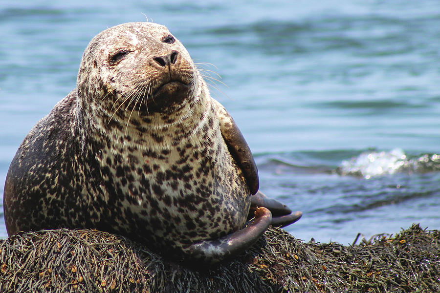 The Most Interesting Seal Photograph by Holly Ross