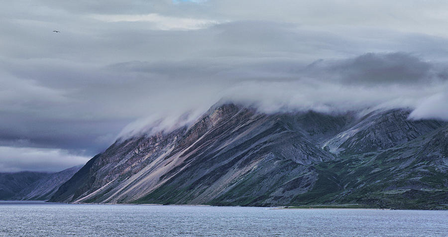 The Mountain Side and the Seagull Photograph by Pekka Sammallahti