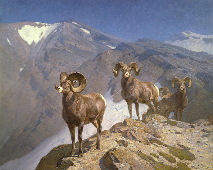 Sheep Painting - The Mountaineers-Big Horn Sheep on Wilcox Pass by Rungius Carl