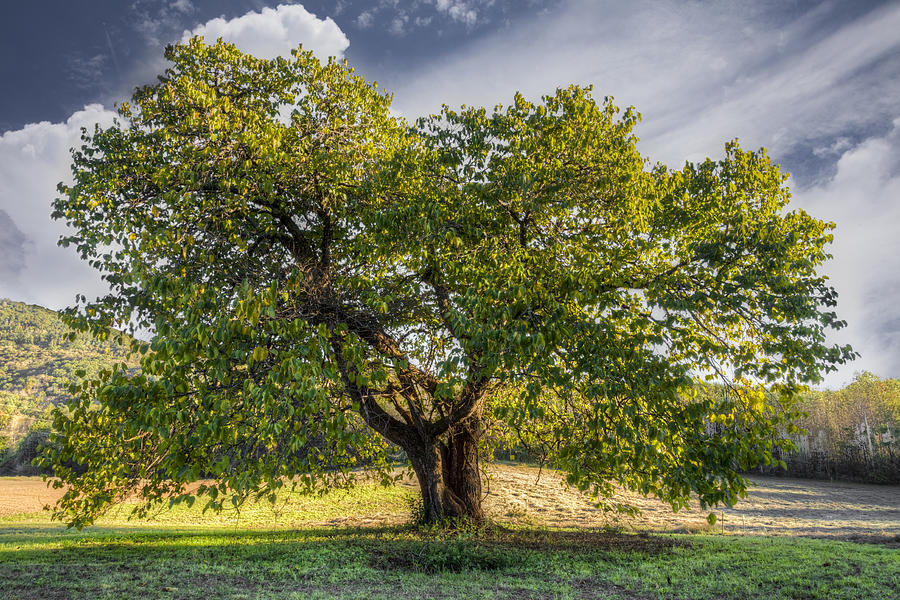 The Mulberry Tree Photograph by Debra and Dave Vanderlaan