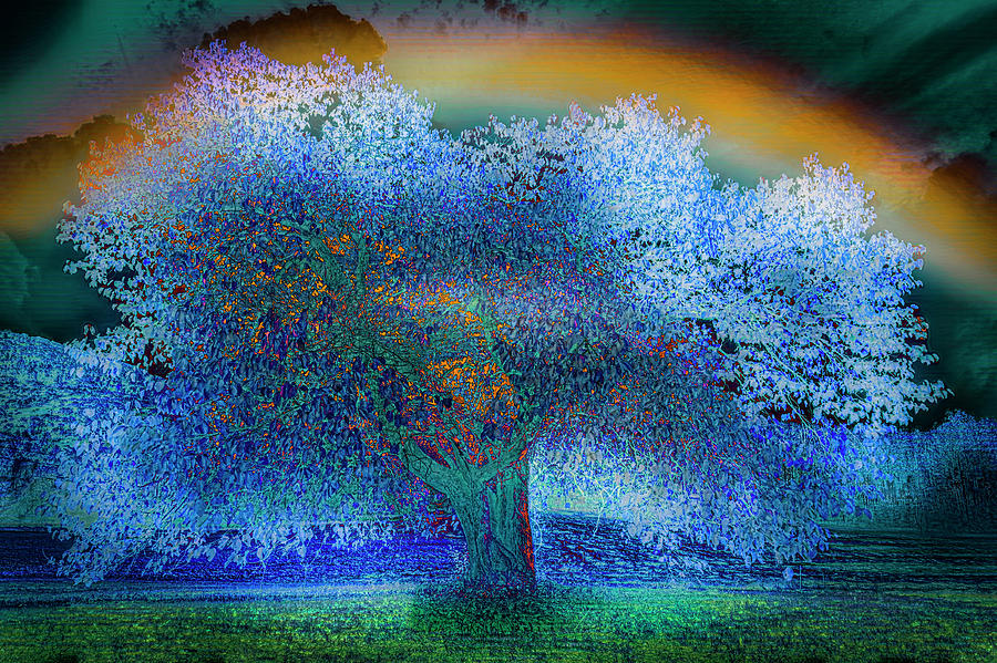Spring Photograph - The Mulberry Tree in the Rain Abstract Art by Debra and Dave Vanderlaan