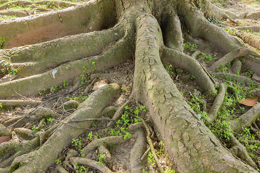 the-multiple-roots-of-a-tree-photograph-by-daniele-mattioda-fine-art-america