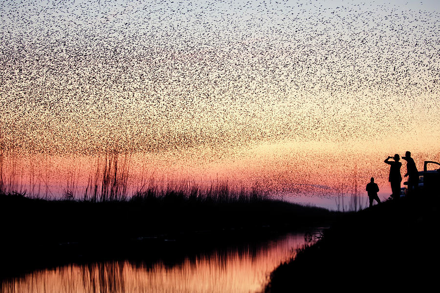Starlings Photograph - The Murmuration Makers by Roeselien Raimond