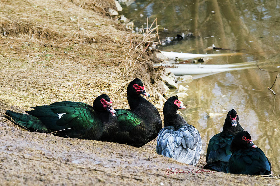 The Muscovy Clan Photograph by Ed Peterson
