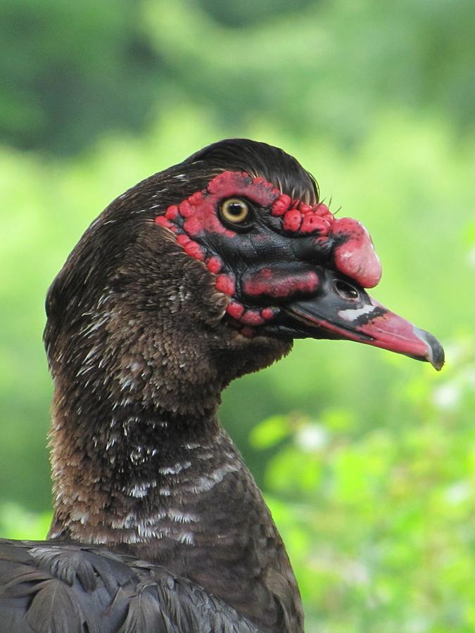 The Muscovy Duck Photograph by Maciek Froncisz