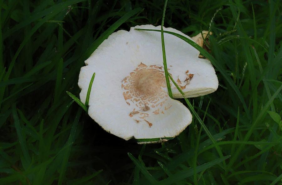 The Mushroom 2 Photograph