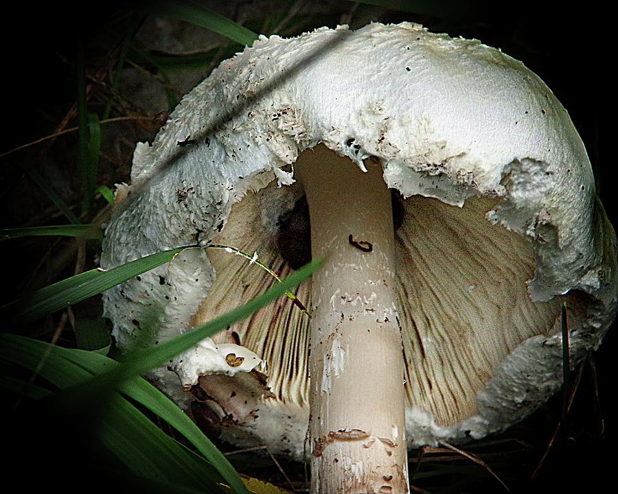The Mushroom Cap Photograph by Karen McKenzie McAdoo