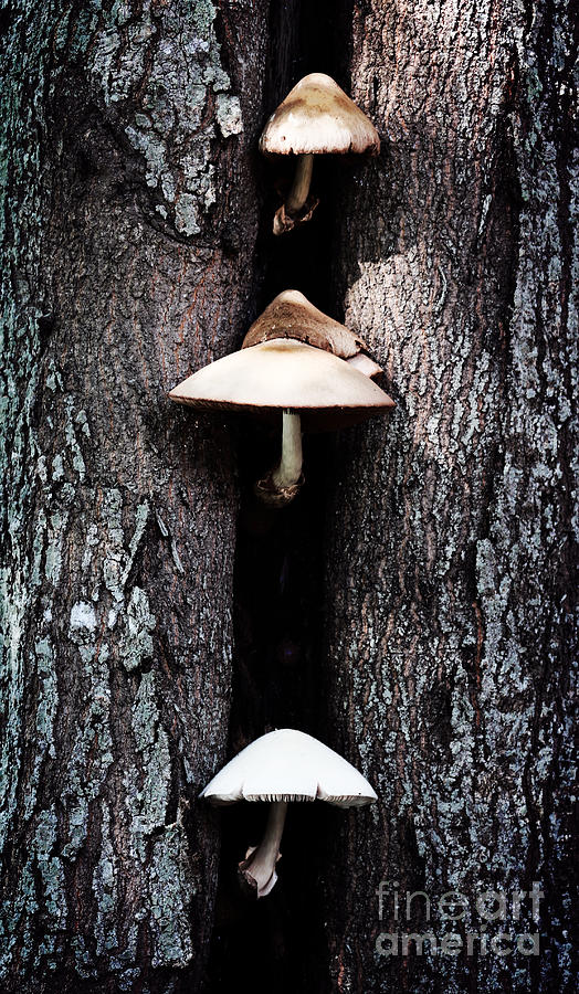 the Mushroom Tree Photograph by Ella Kaye Dickey