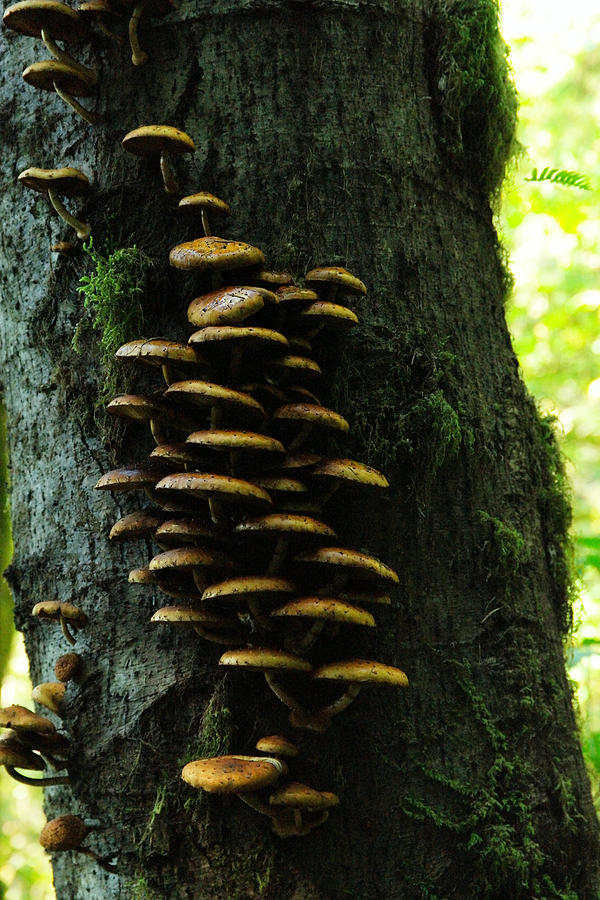 The Mushroom Tree Photograph by Jeff Swan