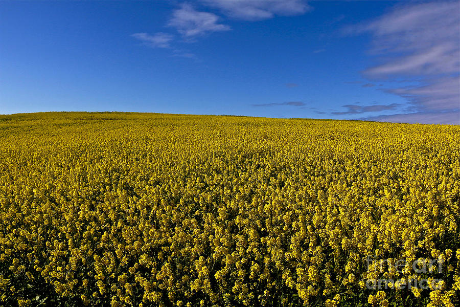 The Mustard Weed Photograph by Heidi Peschel