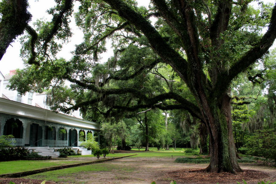 Tree Photograph - The Myrtles Plantation by Beth Vincent